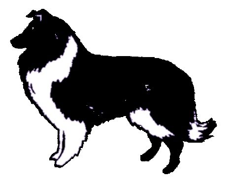 Collie Rechts