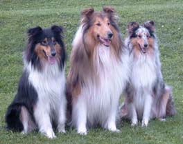 Drei Collies